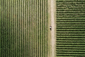Orange: Forkæl dig selv med Swinging Bridge – 5-retters frokost og rundvisning