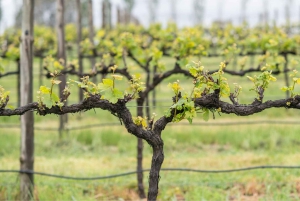 Orange: Disfruta con Swinging Bridge: almuerzo de 5 platos y visita guiada.