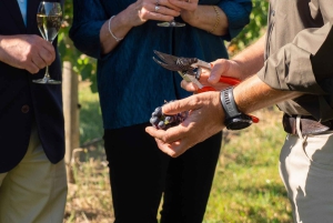 Orange: Disfruta con Swinging Bridge: almuerzo de 5 platos y visita guiada.