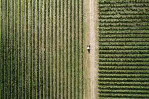 Orange: Disfruta con Swinging Bridge: almuerzo de 5 platos y visita guiada.