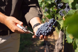 Orange: Disfruta con Swinging Bridge: almuerzo de 5 platos y visita guiada.