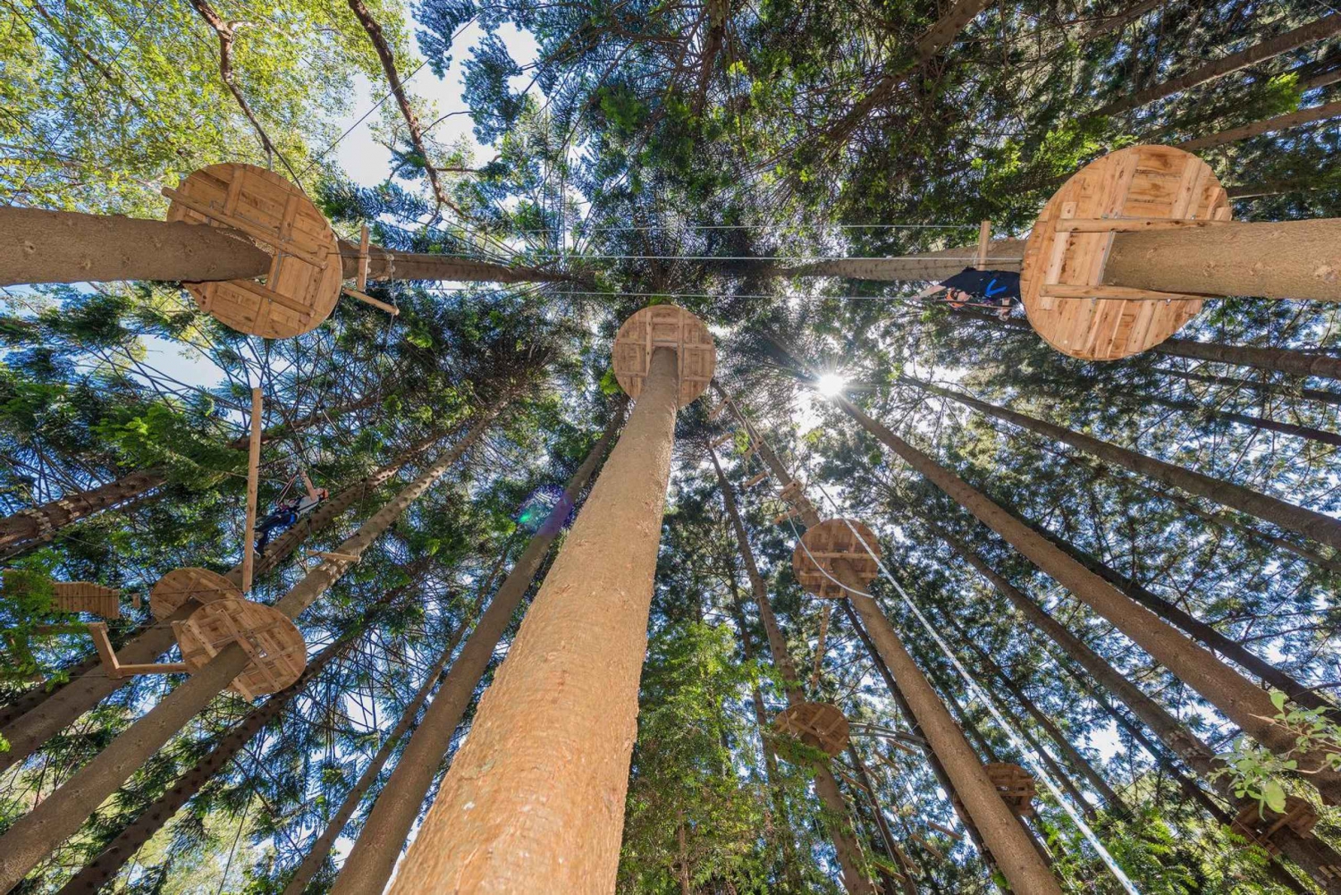 Pennant Hills: Økt med taubane i trær