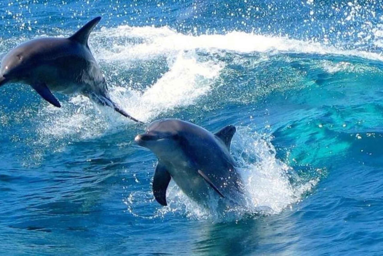 Port Stephens Experience + Sydney Hop-on-Hop-off-bussbillett