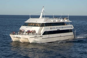 Port Stephens Pienryhmä Dolphins & Dunes Combo (Delfiinit ja dyynit)