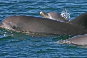 Kombiferie med delfiner og klitter i Port Stephens for en lille gruppe