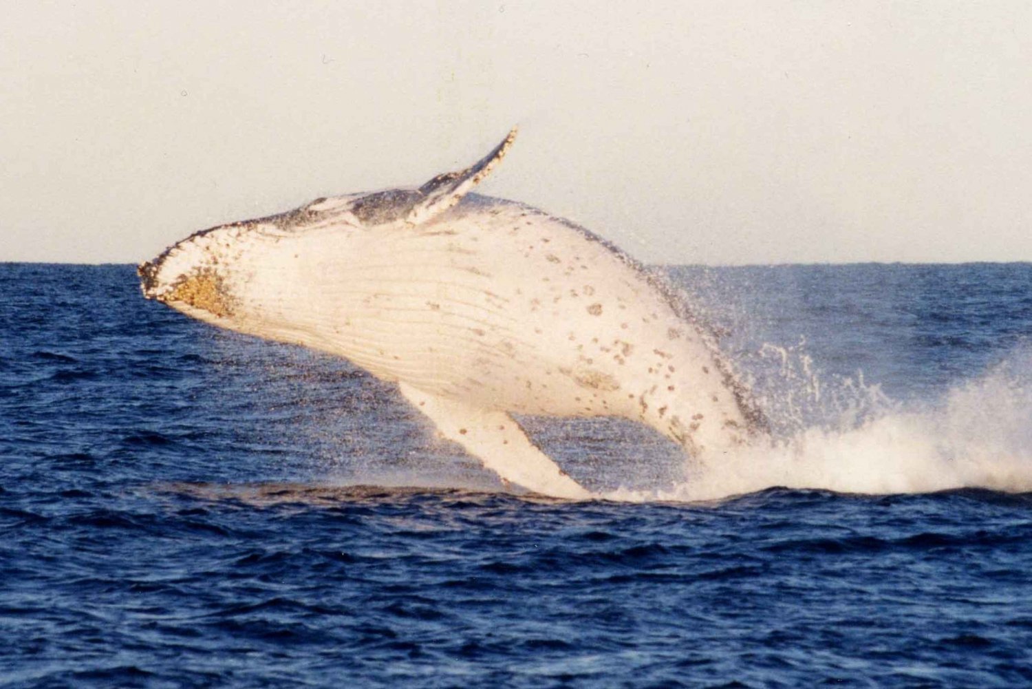 Port Stephens Mała grupa wielorybów i wydm Combo
