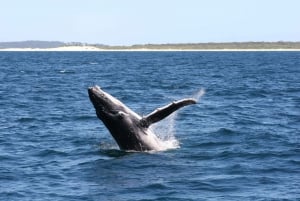 Port Stephensin pienryhmä Whales & Dunes Combo (valaita ja dyynejä)