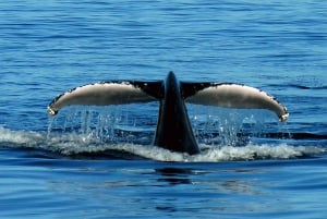 Kombiferie med hvaler og klitter i Port Stephens for en lille gruppe