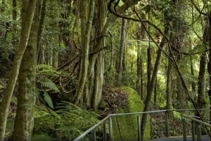 PRIVATE Wentworth Blue Mountains Scenic World - ALT INKLUSIVE