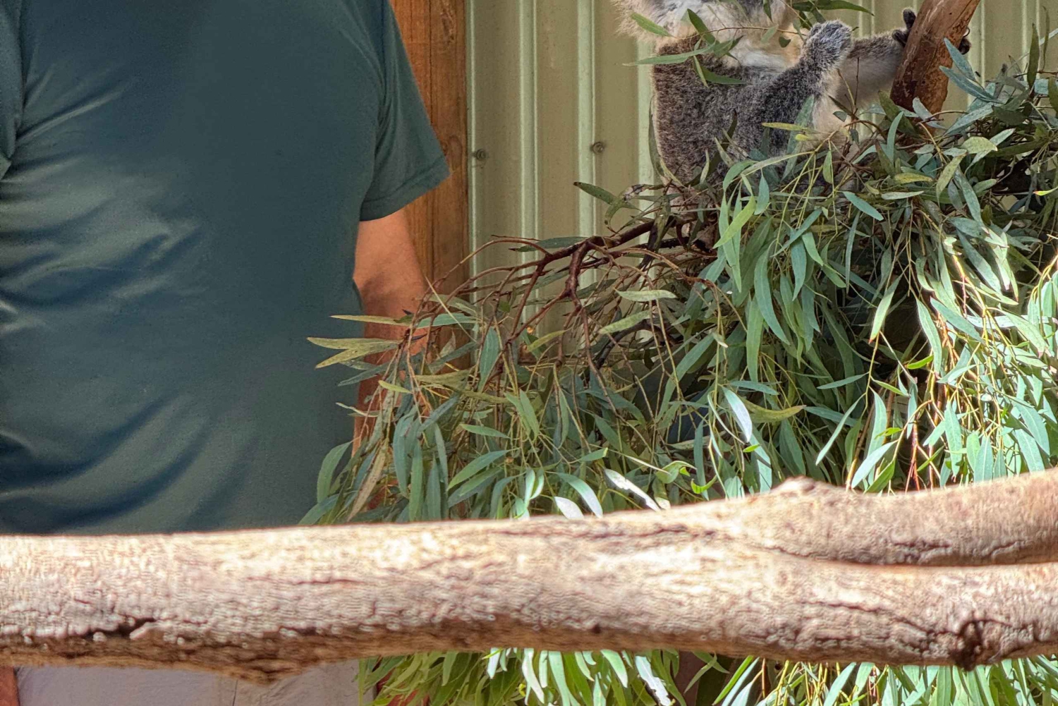 プライベート・ブルーマウンテンズ、シーニックワールド、オーストラリア野生動物ツアー