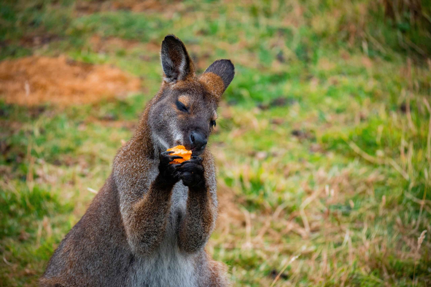 プライベート・ブルーマウンテンズ、シーニックワールド、オーストラリア野生動物ツアー