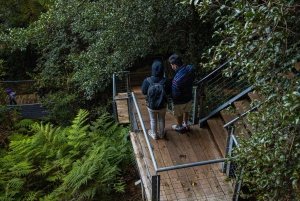 Tour privato BlueMountains, ScenicWorld e AustralianWildlife