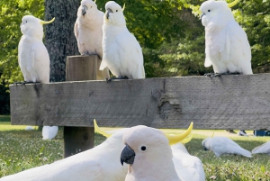プライベート・ブルーマウンテンズ、シーニックワールド、オーストラリア野生動物ツアー