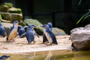 プライベート・ブルーマウンテンズ、シーニックワールド、オーストラリア野生動物ツアー