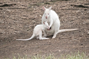 プライベート・ブルーマウンテンズ、シーニックワールド、オーストラリア野生動物ツアー
