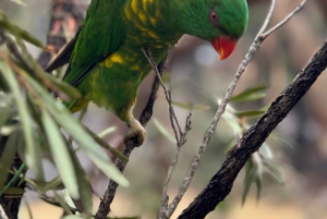 プライベート・ブルーマウンテンズ、シーニックワールド、オーストラリア野生動物ツアー