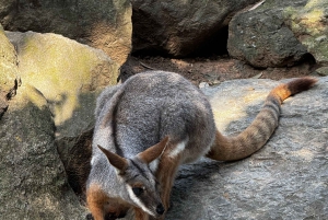 プライベート・ブルーマウンテンズ、シーニックワールド、オーストラリア野生動物ツアー