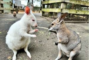 プライベート・ブルーマウンテンズ、シーニックワールド、オーストラリア野生動物ツアー