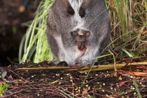 プライベート・ブルーマウンテンズ、シーニックワールド、オーストラリア野生動物ツアー