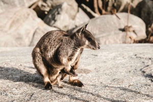 プライベート・ブルーマウンテンズ、シーニックワールド、オーストラリア野生動物ツアー