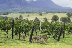 Hunter Valley Wine Tasting Day Trip Tour From Sydney