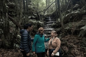 Privat lyxigt Blue Mountains-äventyr från Sydney