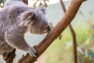 Featherdale Wildlife Park Private Tour