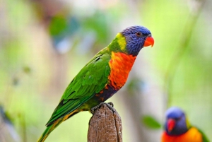 Featherdale Wildlife Park Private Tour