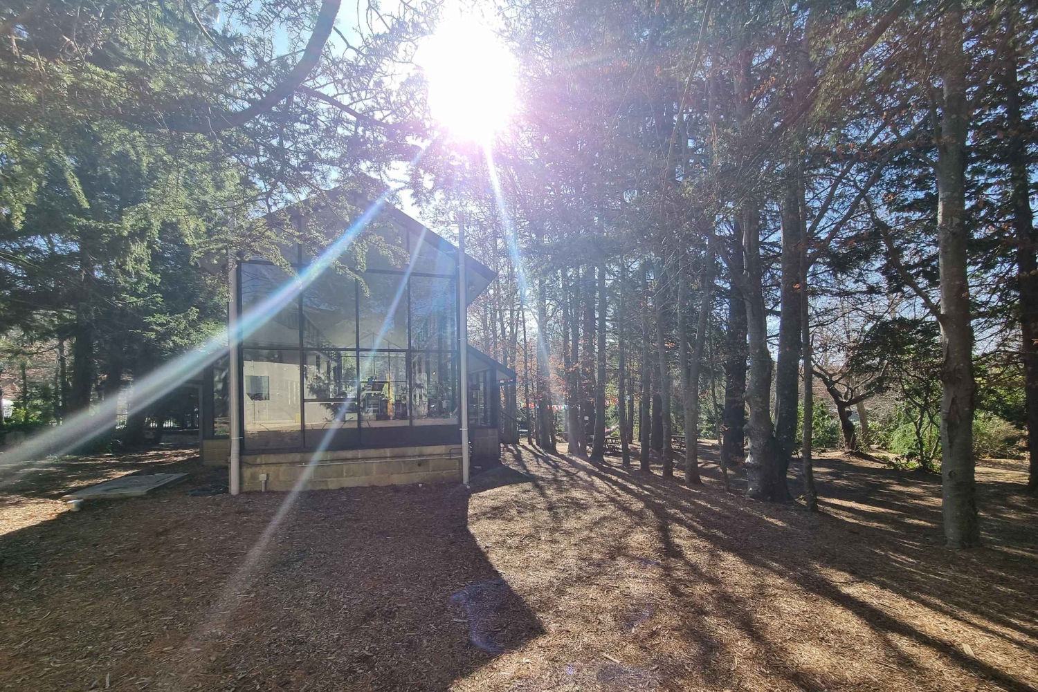 Кенгуру, блюз и виды — однодневный тур по Голубым горам с обедом