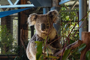 Roos, Blues & Views - Blue Mountains-dagtour met lunch