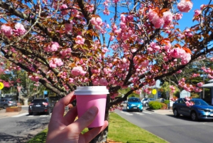 Кенгуру, блюз и виды — однодневный тур по Голубым горам с обедом