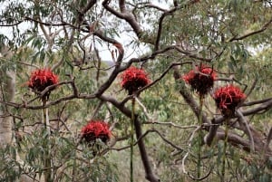 Desde Sydney: Excursión privada de un día al Parque Nacional Real