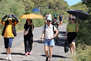 Fra Sydney: Privat dagstur til den kongelige nasjonalparken