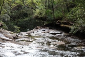 Fra Sydney: Privat dagstur til den kongelige nasjonalparken