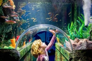 SEA LIFE Sydney Aquarium: Entrébillet