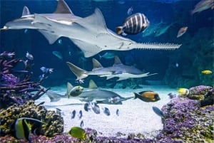 Sydney: visita all'acquario SEA LIFE