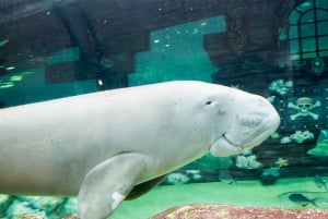 SEA LIFE Sydney Aquarium: tickets de entrada al acuario