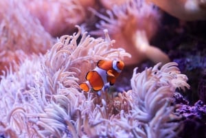SEA LIFE Sydney Aquarium: Entrébillet