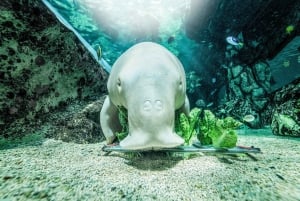SEA LIFE: Sydney Aquarium