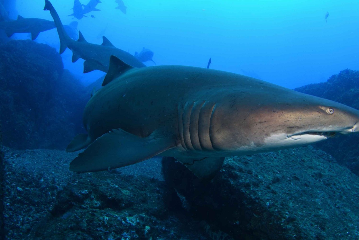 Bondi: Nurkowanie z rekinami w Bushrangers Bay dla certyfikowanych nurków
