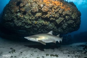 Bondi : Plongée avec les requins à Bushrangers Bay pour les plongeurs certifiés