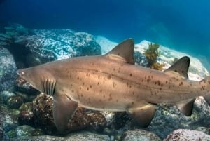 Bondi: Inmersión con tiburones en Bushrangers Bay para buceadores certificados