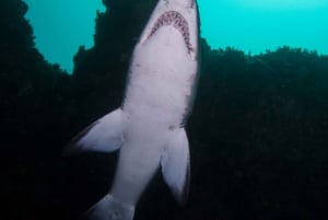 Bondi: Nurkowanie z rekinami w Bushrangers Bay dla certyfikowanych nurków