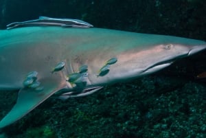 Bondi: Mergulho com tubarões em Bushrangers Bay para mergulhadores certificados
