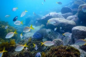 Snorkel Sydney’s Stunning Marine Reserve on a Private Tour