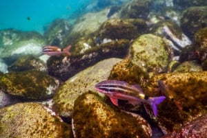 Snorkel Sydney’s Stunning Marine Reserve on a Private Tour