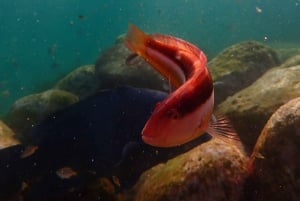 Snorkel Sydney’s Stunning Marine Reserve on a Private Tour