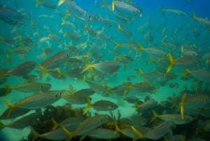 Snorkel Sydney’s Stunning Marine Reserve on a Private Tour