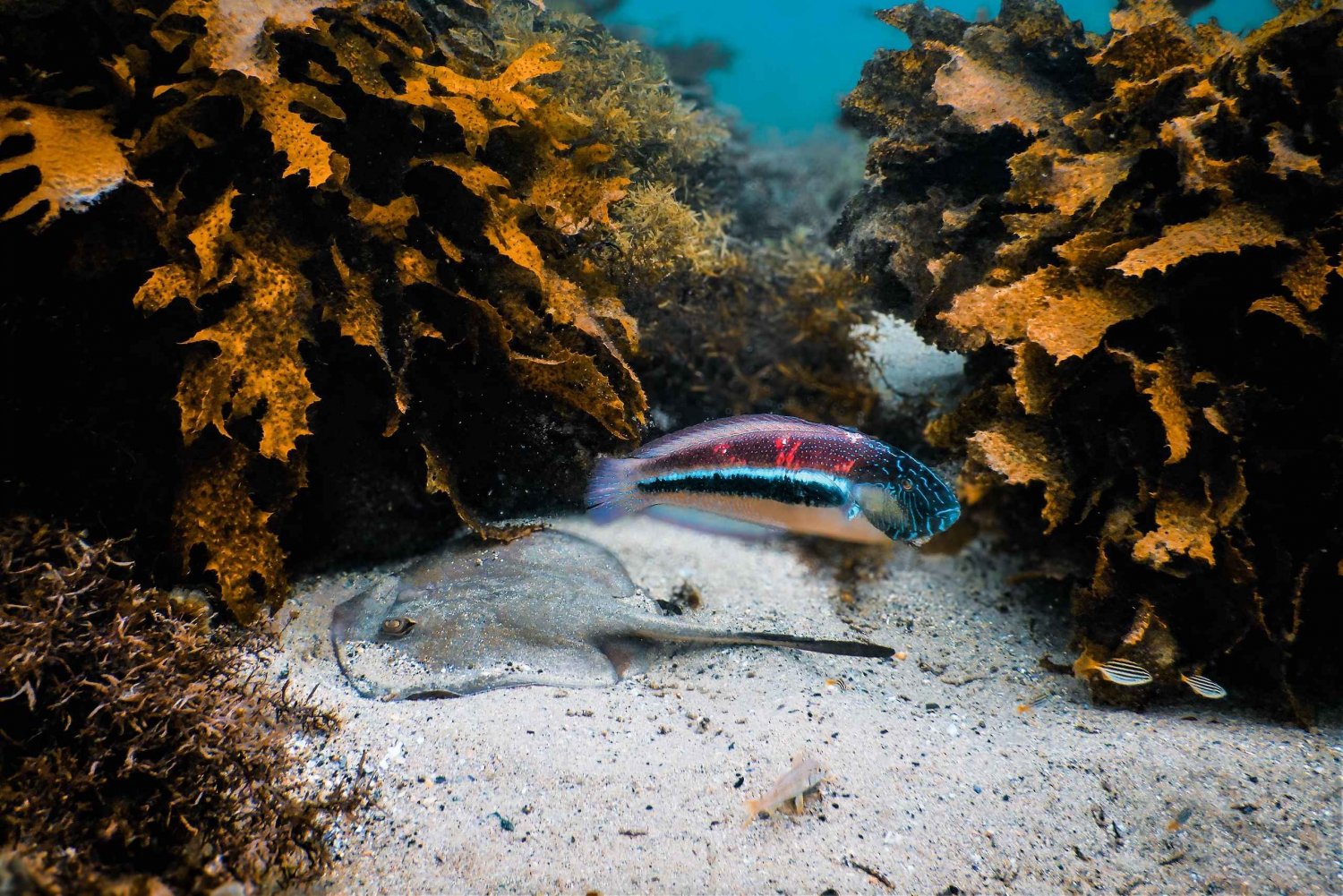 Snorkeling Tour: Discover Sydney’s impressive sea life