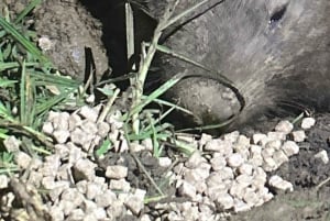 サザンハイランド夜行性野生動物体験